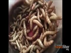 Nasty fetish movie scene features a dude with worms and other bugs all over his swollen schlong 